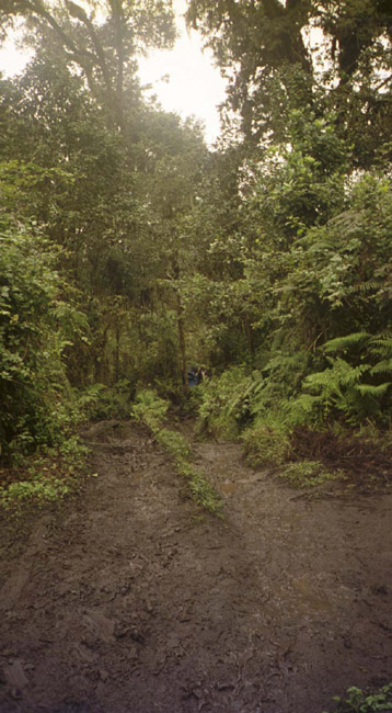 A muddy trail through the trees