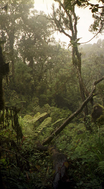 The first day's foliage