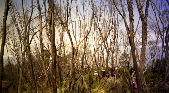 Leafless trees line the trail