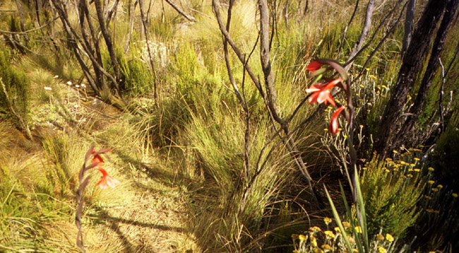 Flowers in the grasses