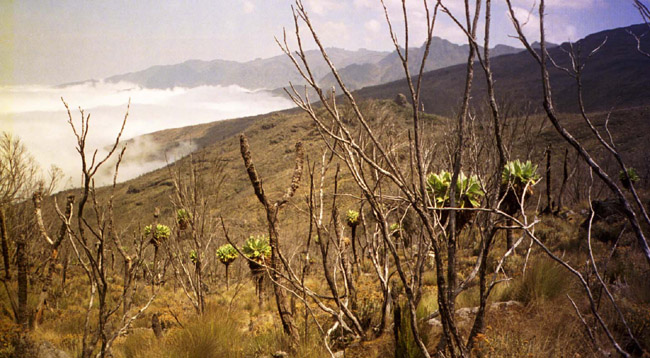 The flora of the second day, and the peaks beyond