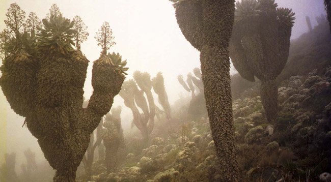 More cool flora, day 3