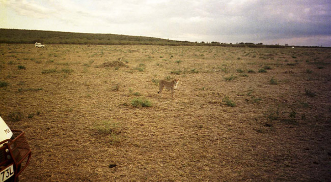 Cheetah #3