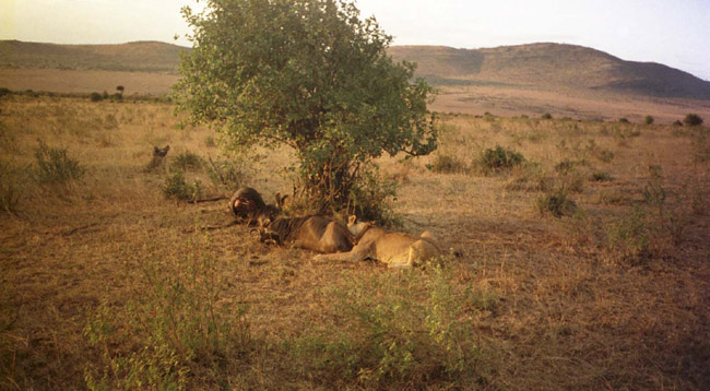 Lioness feeding (3)