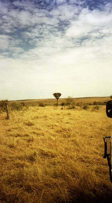 Circling the cheetah and his prey