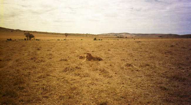 A lion and his lioness