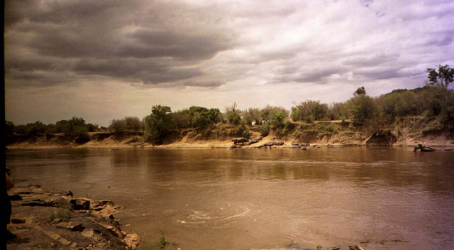 Hippos wallowing on the opposite bank