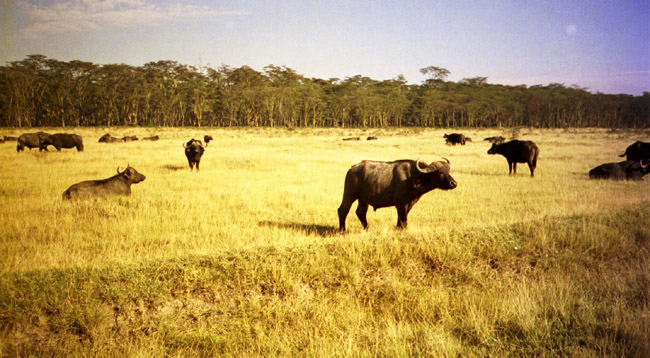Water buffalo at Lake Nakuru, Kenya