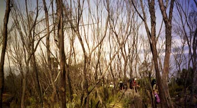 Leafless trees line the trail