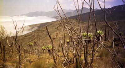 The flora of the second day, and the peaks beyond