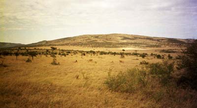 Gazelles and antelopes?