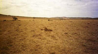 A lion and his lioness