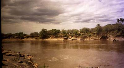 Hippos wallowing on the opposite bank