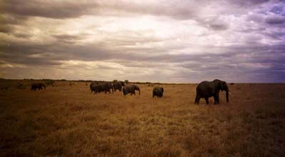 ...and elephants leaving