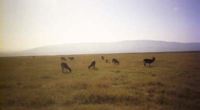 Lake Nakuru, Kenya